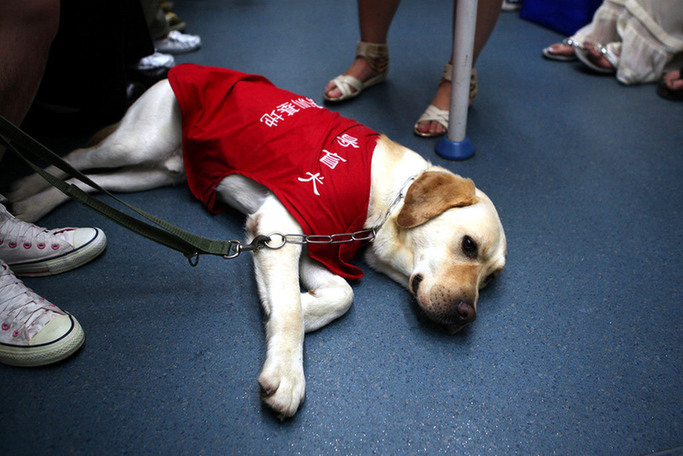 导盲犬近地铁被拒当场泪奔!看看这10个感人的导盲犬故事
