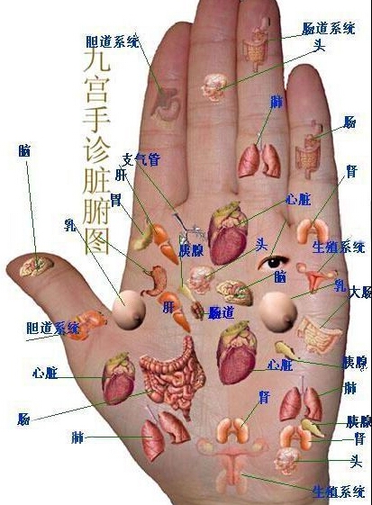 手诊图对映的五脏图片_五脏是什么