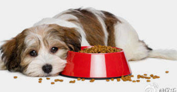 狗狗健康 狗狗挑食厌食的八大原因和解决办法!