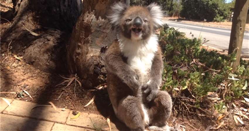 考拉视频 6358836428833296002984001.png