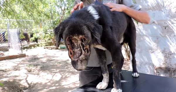 脸被蛆虫咬烂的流浪狗狗痛苦到连志工都差点想替牠安乐死,但是3个月后他们都超庆幸没那样做!