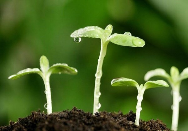 种子发芽的过程 种子发芽的几个步骤_种子发芽视频动画片
