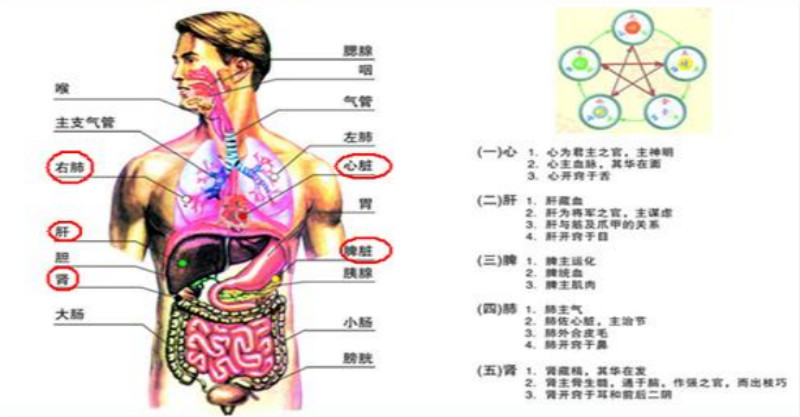 心,肾,肝,脾,肺,滋补五脏的前3名食物,为家人收著!