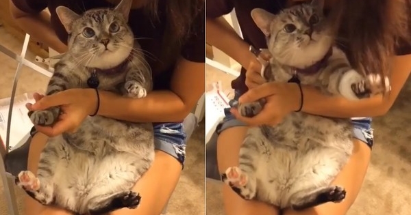 这只萌猫咪在剪指甲时完全没有乱动乱闹,它出乎大家意料的反应让猫奴
