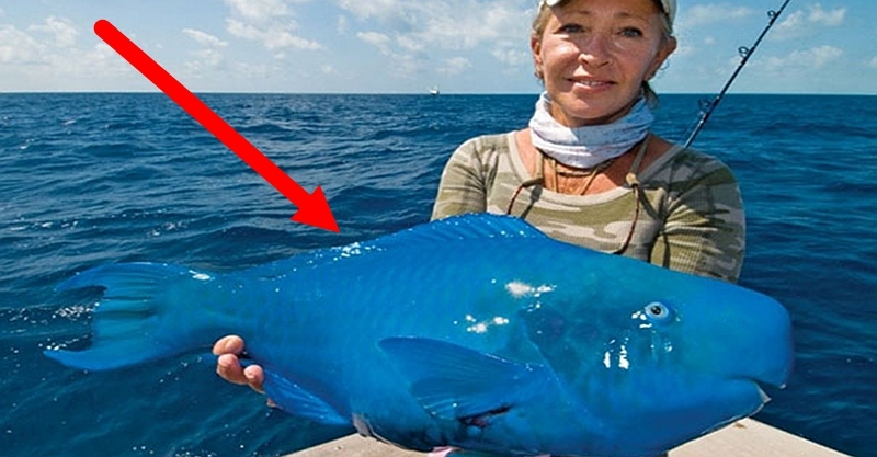 女子在海上釣魚 沒想到突然釣上一隻 藍色怪魚 沒想到牠居然是 好神奇 Love分享