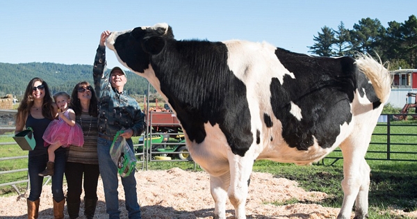 這隻 世界最巨乳牛 足足有1000公斤重 光是牠每天的便便就可以 直接拉出一個你 啊 Love分享