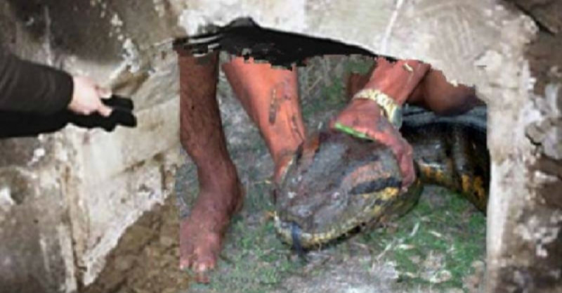 古墓挖出沉睡千年的200公斤巨蟒,发现者当场被吓死 !