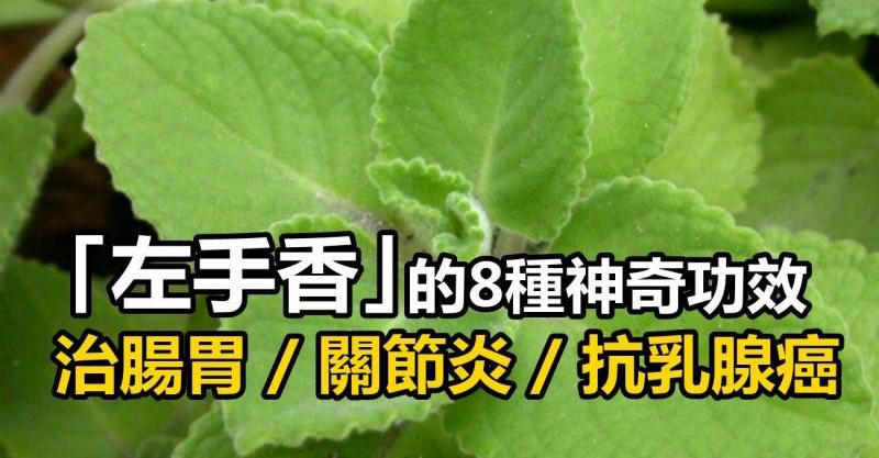 「左手香」的8种神奇功效:治肠胃,关节炎,还是「乳腺癌」克星,这样吃