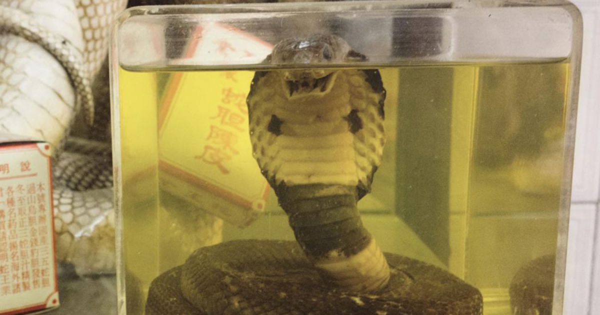 他抓了毒蛇拿来泡酒「一个月后再打开」竟发生怪事,下一秒他整个人倒在地上再也没有呼吸了!