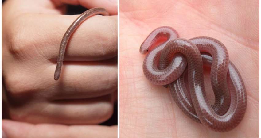 它是世界上最可爱的「小蛇」,外型跟蚯蚓一样,攻击时只敢用「尾巴」戳