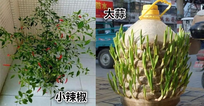 家裡食用油吃完后的油桶是不是基本上是丟掉的?小編告訴你,這些油桶可是種花種菜的大利器,千萬別丟掉!和小編學幾招,養花種菜就不愁盆了。 「油桶種菜」 -種菜養花- 油桶種菜養花很好用,不僅環保,而且其實種植效率也很高,花友在一個油桶中就種下了4個白菜。 (我愛菜園 認準就干) 據說還有些花友1個油桶種出了8個白菜,簡直超神了。 利用各種各樣的油桶就能造一個小菜園,看到菜園豐收滿滿,碩果累累,是不是非常心動? 油桶養花,1個桶能抵上2個盆 你要是覺得不好看,就貼點小布條,立馬就感覺很清新