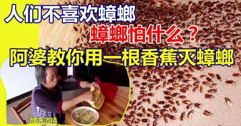阿婆教你用一根香蕉把家裏的蟑螂清光