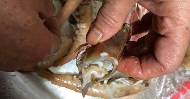 网友买海鲜发现「超恶心白粉条」以为是寄生虫,专家却说.