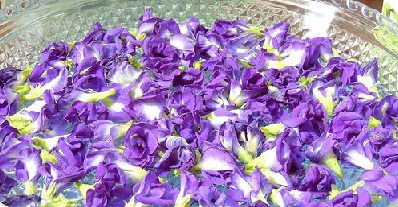 蝶豆花茶喝進10倍花青素！兩步自製蝶豆花茶，護眼、控制糖尿病、抗發炎 