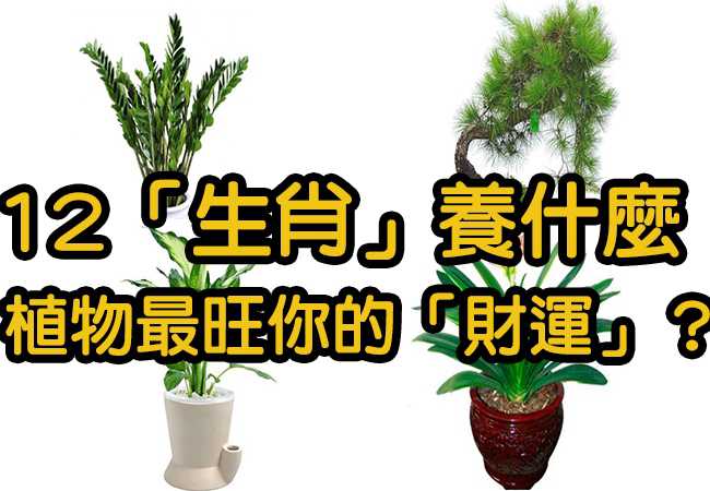 12生肖的发财花草图片