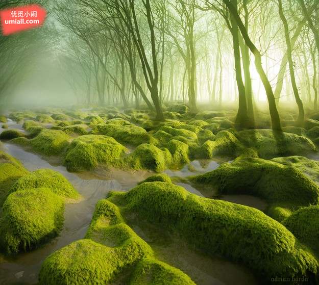 全世界最让人神往的20个神秘森林,感觉是在童话世界