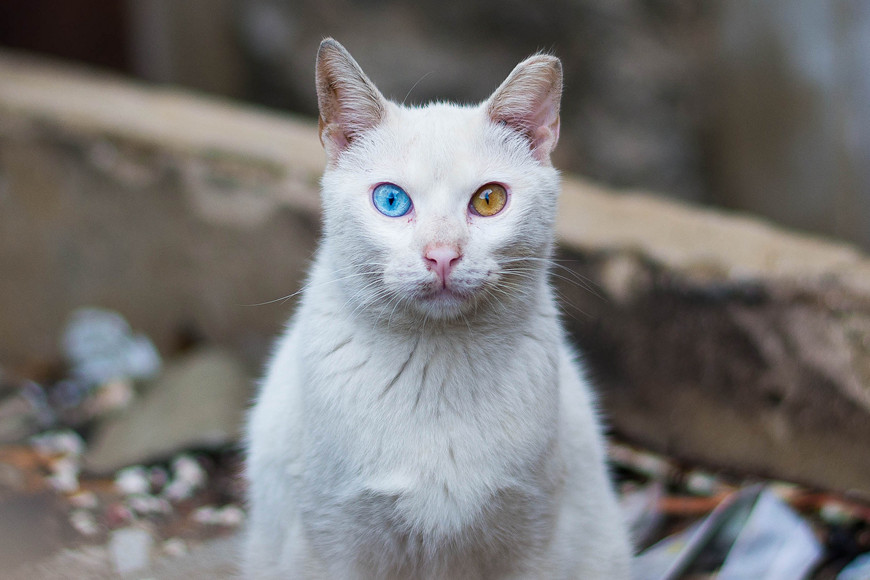 难道是阴阳眼?猫咪看见了什麼?|宠物迷