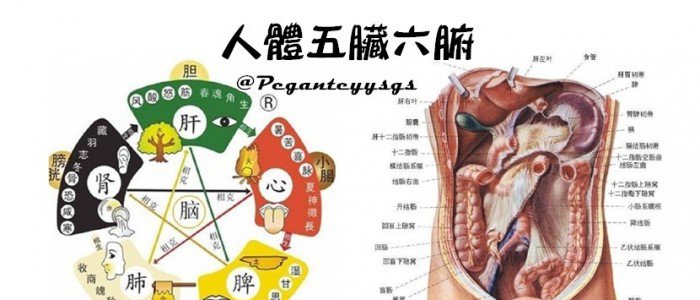五脏六腑之间的关系"脏"是指实心有机构的脏器,有心,肝,脾,肺,肾五脏