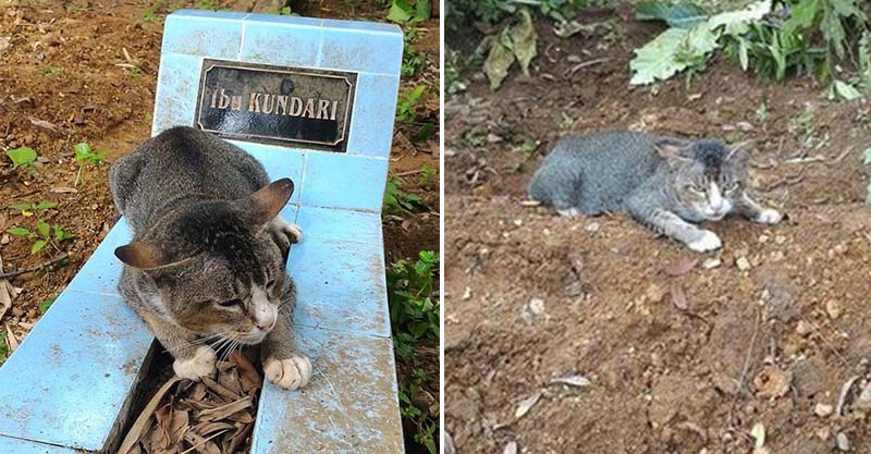 这只心痛的猫咪花了「一整年」的时间,每天在过世主人墓前哭泣