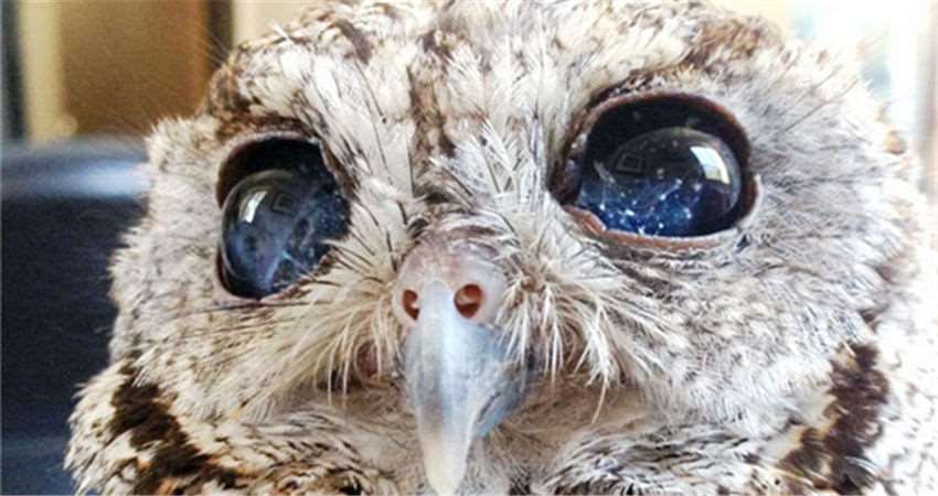 它是一只失明的猫头鹰,虽然看不见…但它的眼睛有著比银河还要美丽的