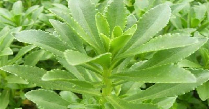 养心菜,中文名费菜;现代国内中草药书刊介绍学名景天三七,土三七,实质