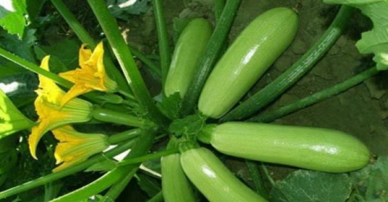 西葫芦想必大家都很熟悉,也称夏南瓜或美国南瓜,台湾称为栉瓜,香港称