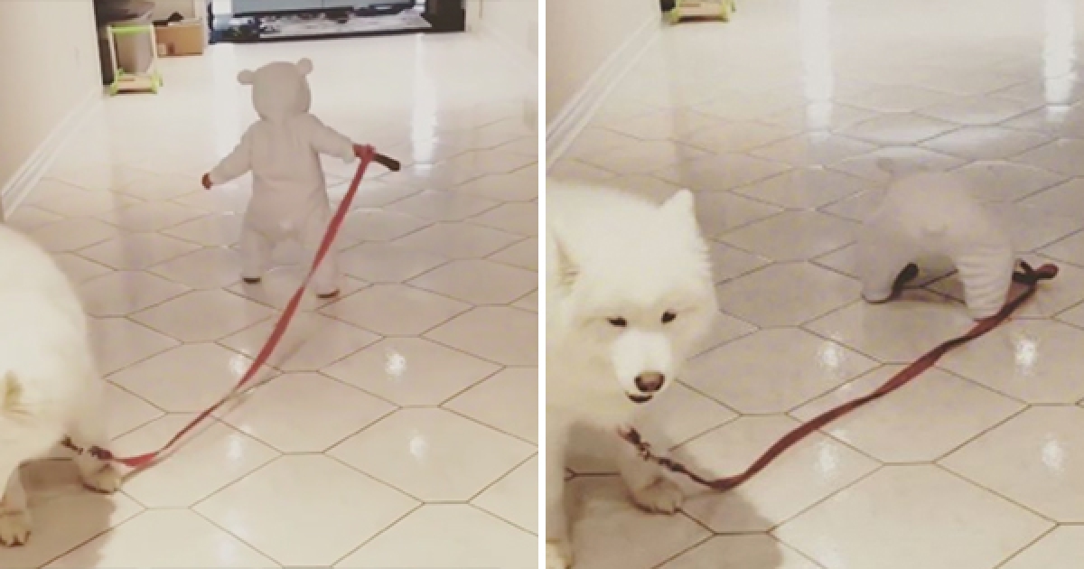 小主人用力拖萨摩耶却不小心倒下去 爸妈看著它秒冲过去惜惜感动惨