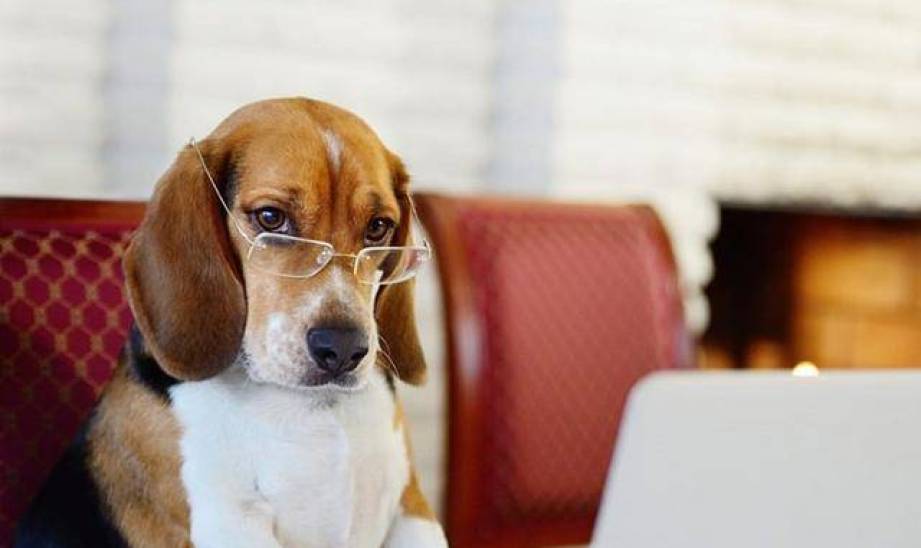 你家的狗狗聪明吗? 几个小测验马上就知道唷