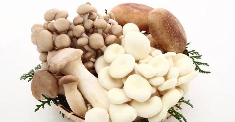 蘑菇是我们常见的食物,经常拿来煲汤,可以说是一种很美味的食物.