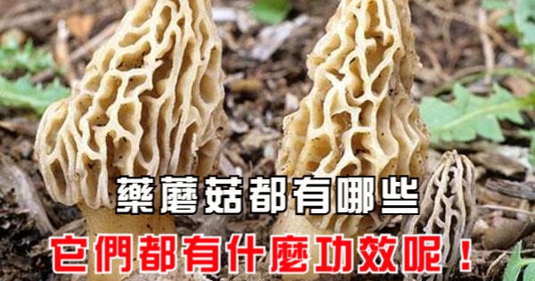 藥蘑菇都有哪些,它們都有什麼功效呢!