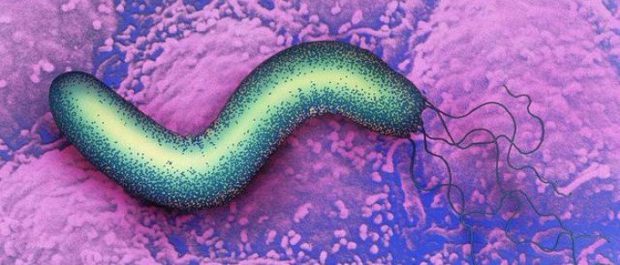 天然的「养胃王」,每天吃一点,消灭幽门螺旋杆菌,胃病不再犯!