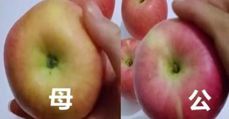 记住三点,全挑母的,皮薄汁多甘甜爽口