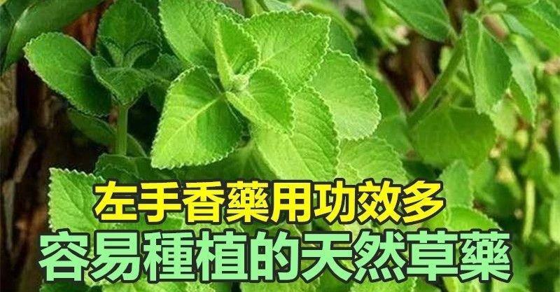 左手香功效图片