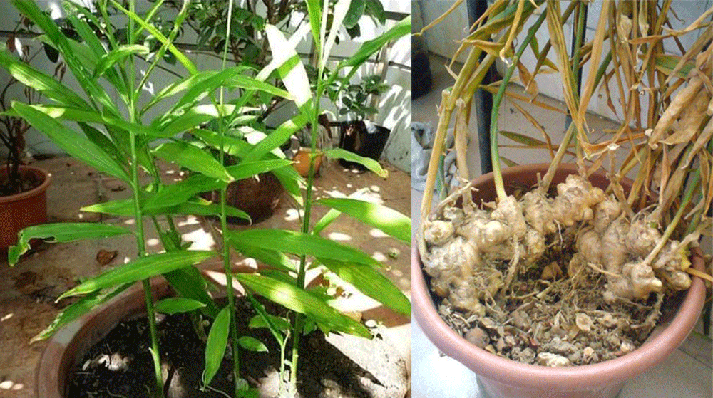 家里的生姜吃不完,生芽了怎麼办呢,我们可以把生姜种到花盆里,做成一