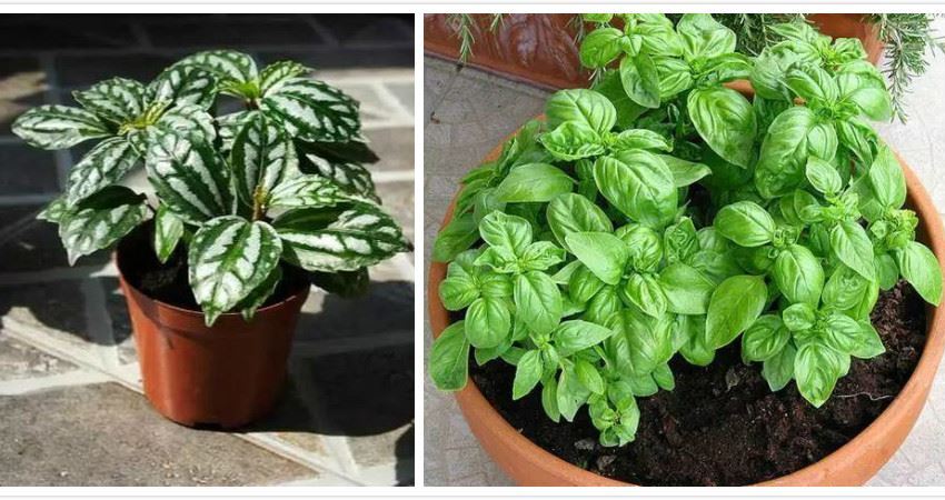 养两盆花,不招蚊虫不生病,净化二手烟中的尼古丁,对身体只有好处,没有