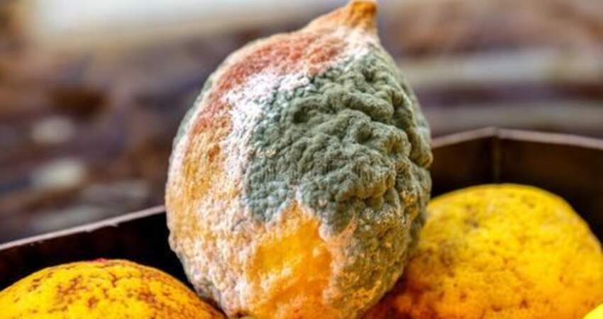 冻伤和碰伤的水果,还可以放心食用吗?只要不发霉,其实都可以吃