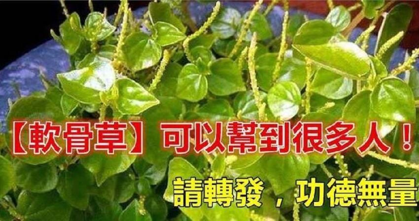 药用价值的草_药用草价值是指什么_车前草的药用价值是什么